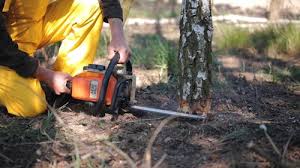 Best Tree Maintenance Programs  in Magnolia, TX